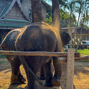 Kottur Elephant Center