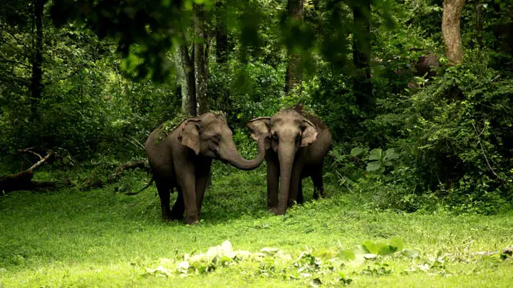 Chinnar-wildlife