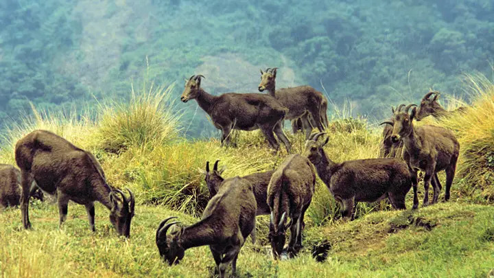 Eravikulam-National-Park