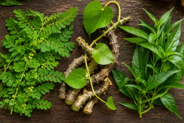 Bhumyamalaki, Guduchi and Kalmegh herbs for the liver